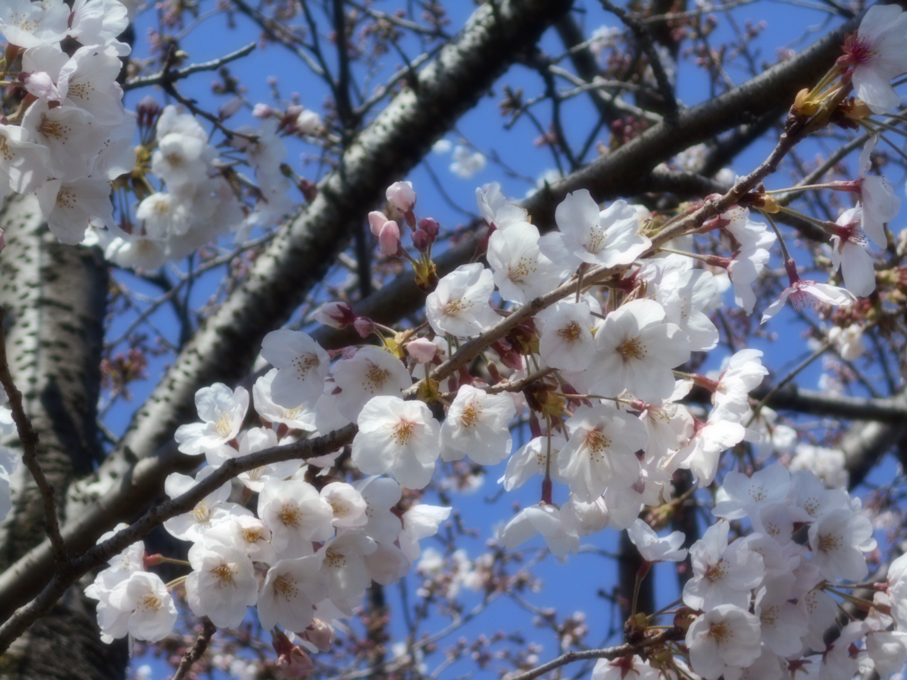 お花見と回転寿司の歩行訓練